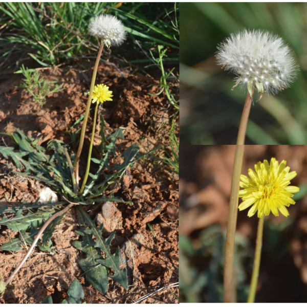 molecules 28 05022 g001